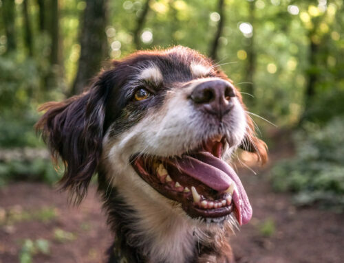 Caring for Senior Pets: Recognizing the Signs of Diabetes