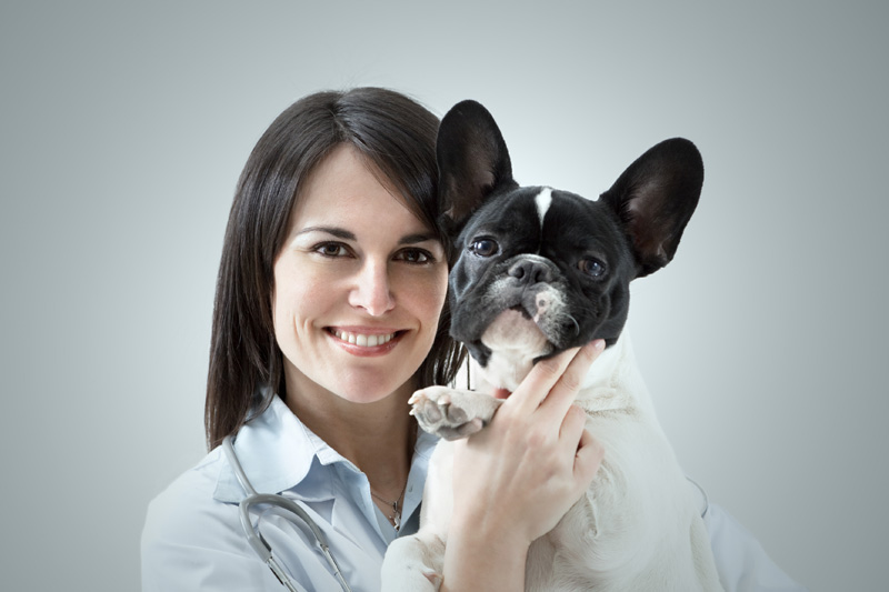 veterinarian holding french bulldog indoors