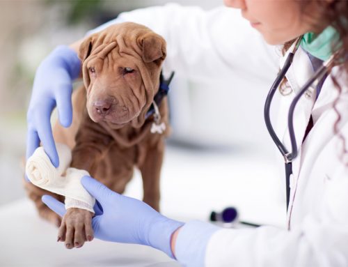Joint injuries in pets- symptoms and treatments