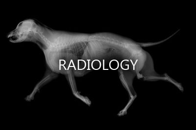 X-ray of dog
