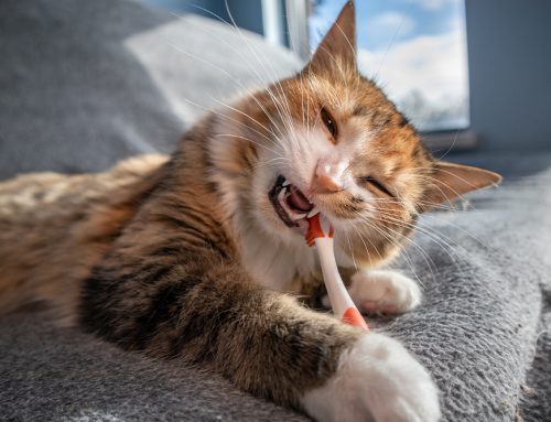 The Importance of Regular Dental Cleanings and Care for Your Pets