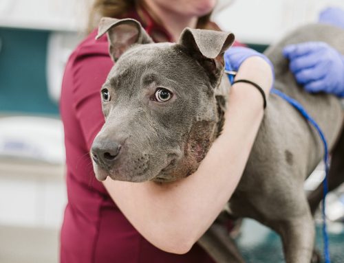 Celebrating Our Veterinary Technicians: The Heart of Animal Care